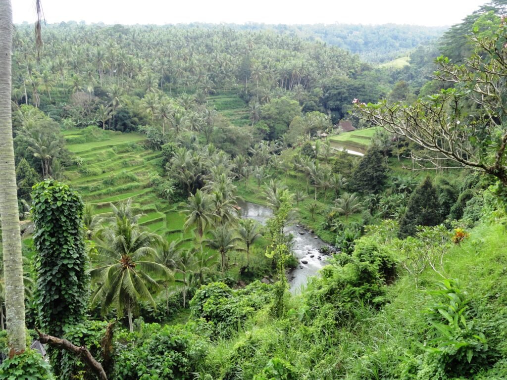 The Ayung River valley at Sayan, rice terraces and jungle falling to the river below Four Seasons Resort Bali at Sayan
