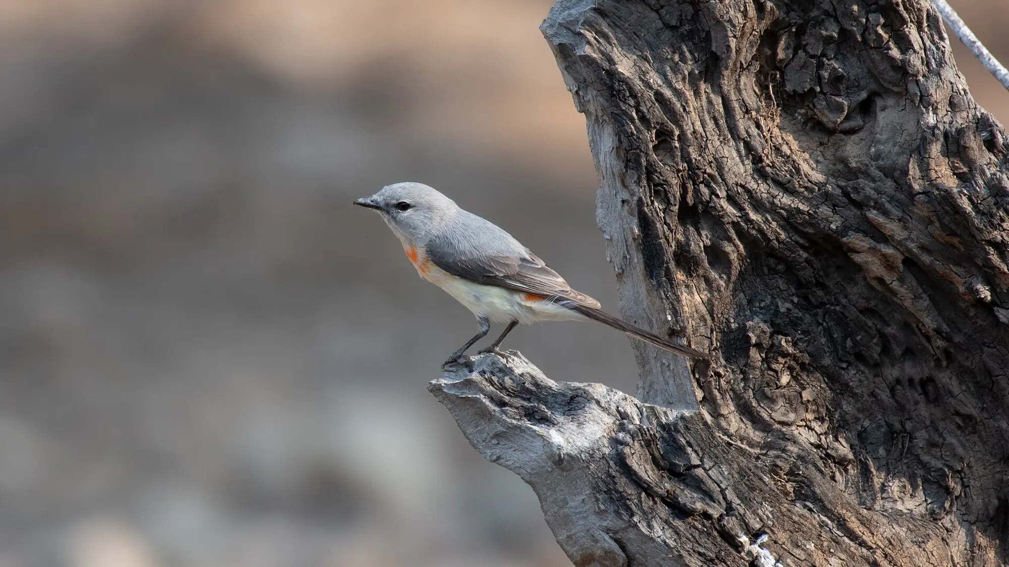 A small bird perched on a branch in Ranthambore, Rajasthan