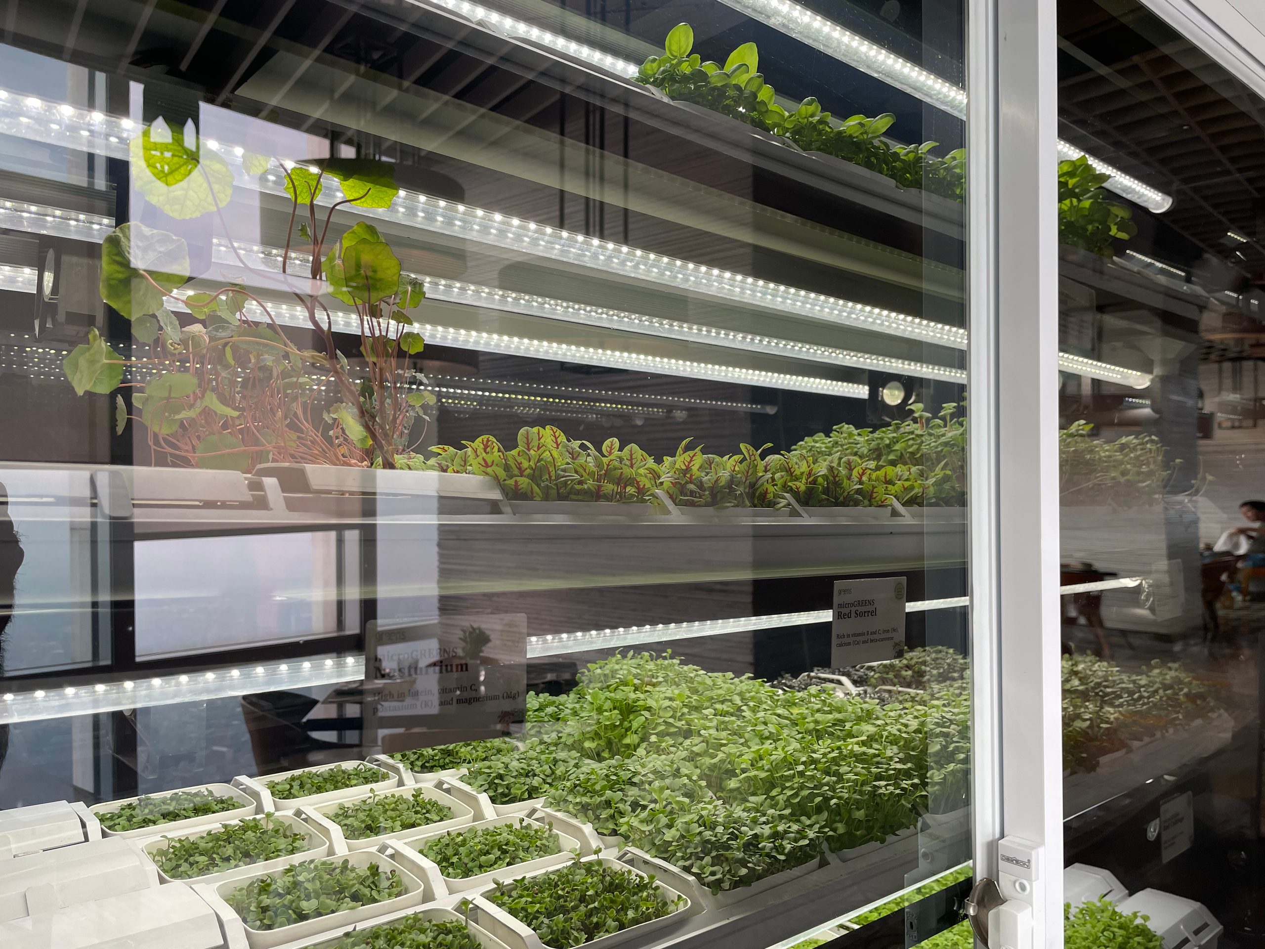 The hydroponic herb garden growing in the restaurant — The Westin Jakarta