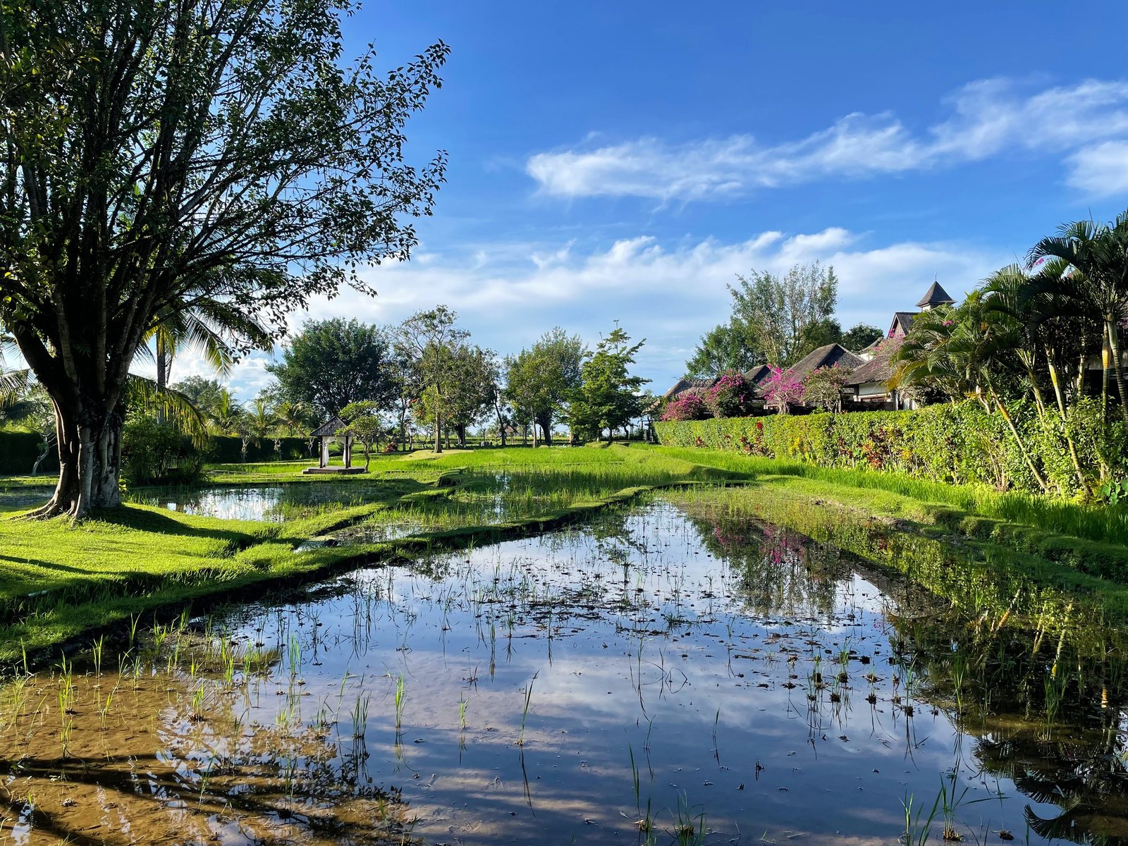 A flooded rice paddy reflecting the sky, with the shingled villa roofs of Visesa Ubud beyond