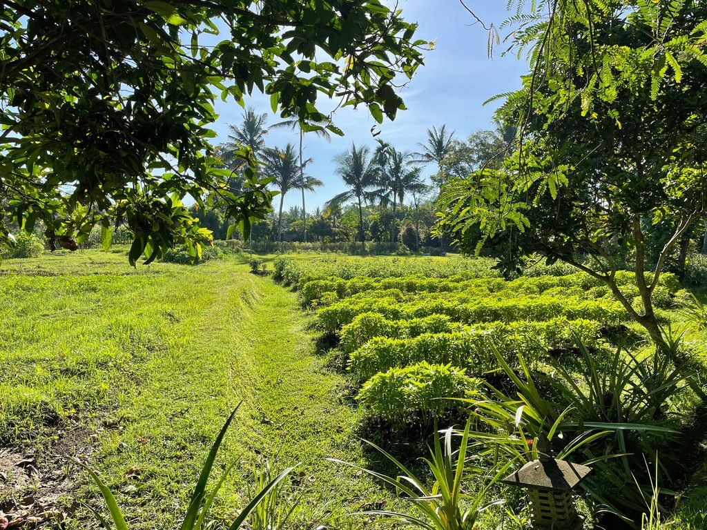 Herb and vegetable beds in the organic farm at Visesa Ubud, framed by overhanging foliage
