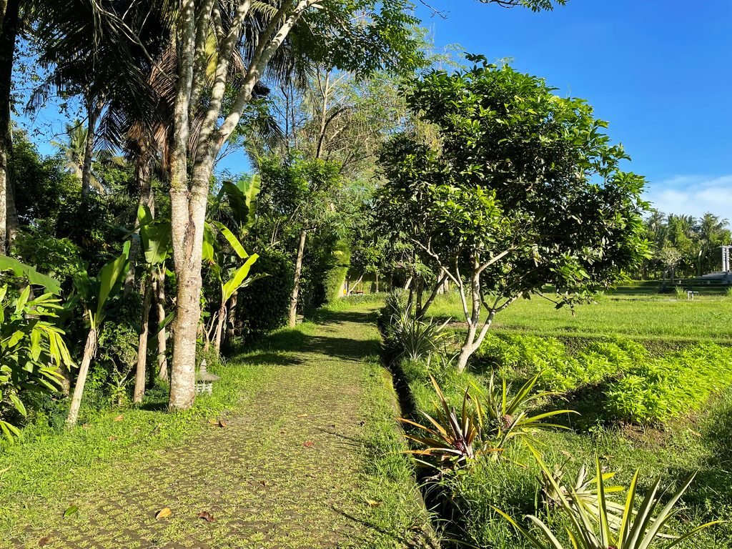 A grass path between the planted beds of the organic farm at Visesa Ubud
