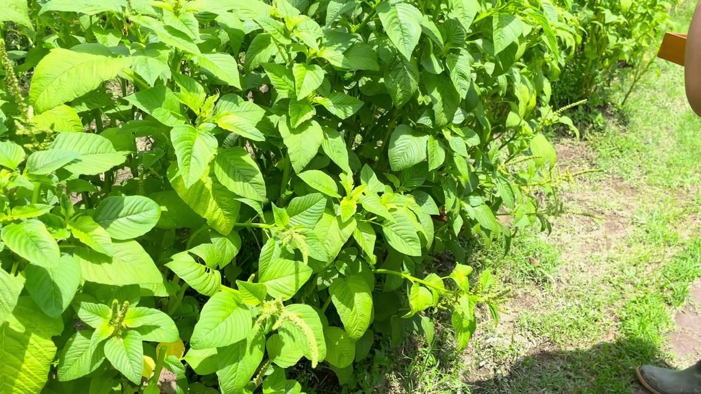 Close-up of leafy greens growing in the organic farm at Visesa Ubud