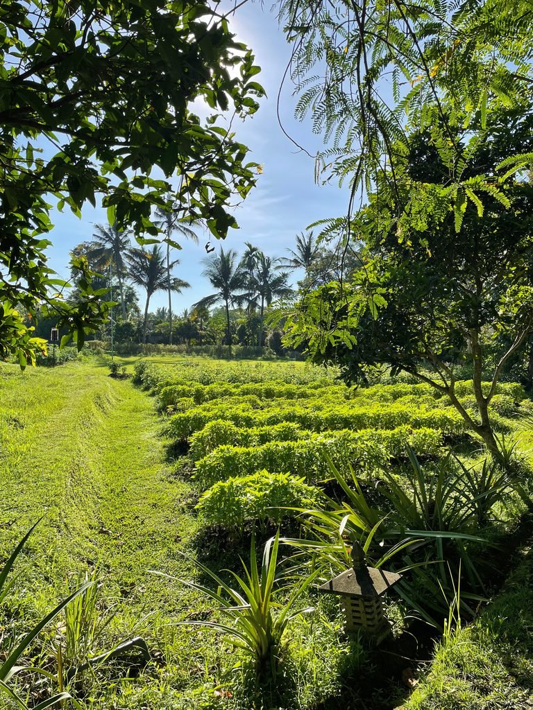 Rows of crops in the organic farm at Visesa Ubud in early morning light, framed by trees