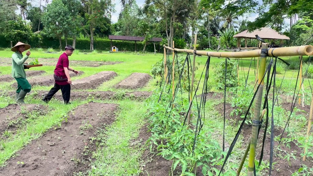 Bamboo trellises over bean rows, with gardeners at work, in the organic farm at Visesa Ubud