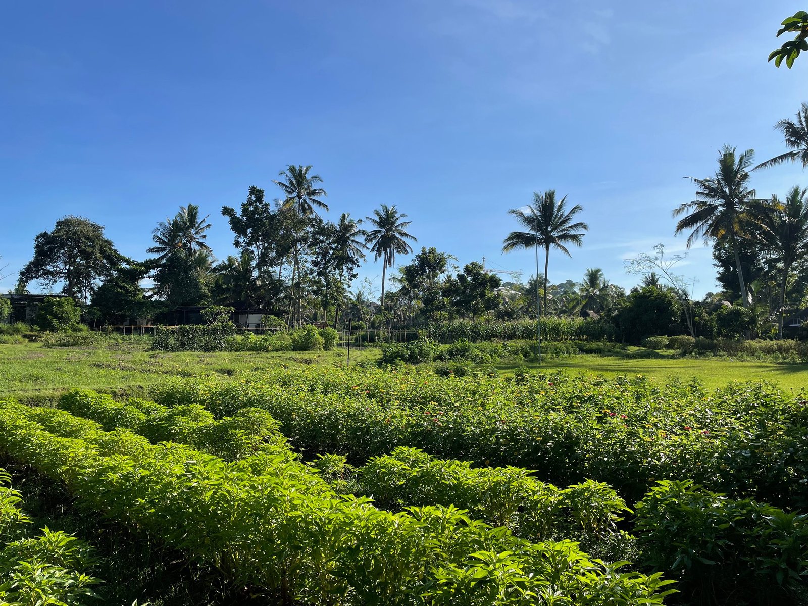 Rows of vegetables in the organic farm at Visesa Ubud, with coconut palms along the boundary