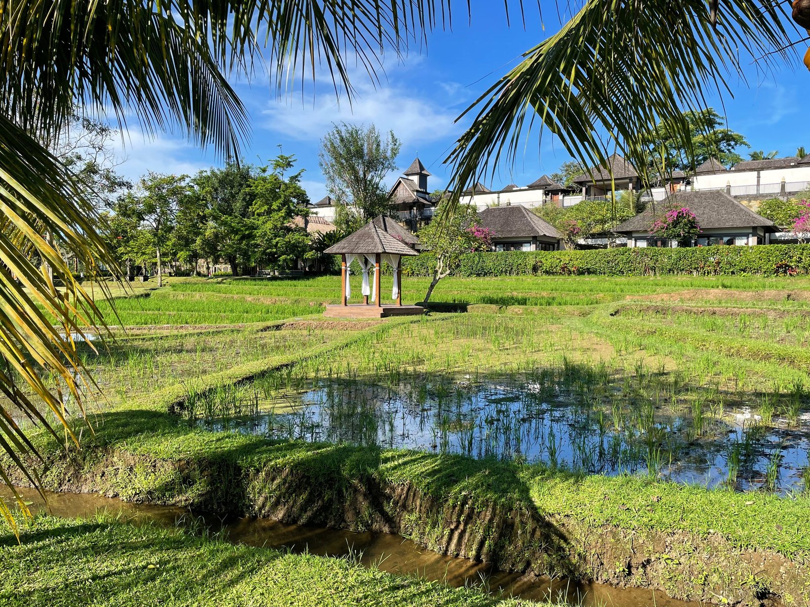 Terraced rice fields with a small bale pavilion and the suite buildings of Visesa Ubud behind