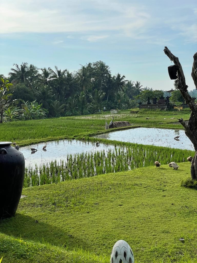 Flooded rice paddies with ducks and a line of coconut palms in the grounds of Visesa Ubud