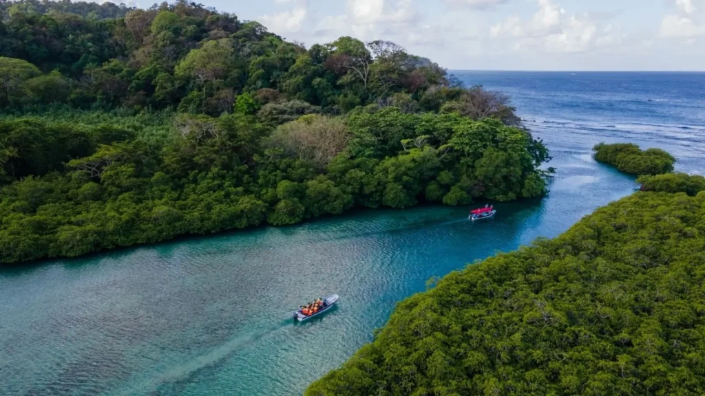 Aerial view of a small tender boat in a turquoise channel between mangrove-covered shores