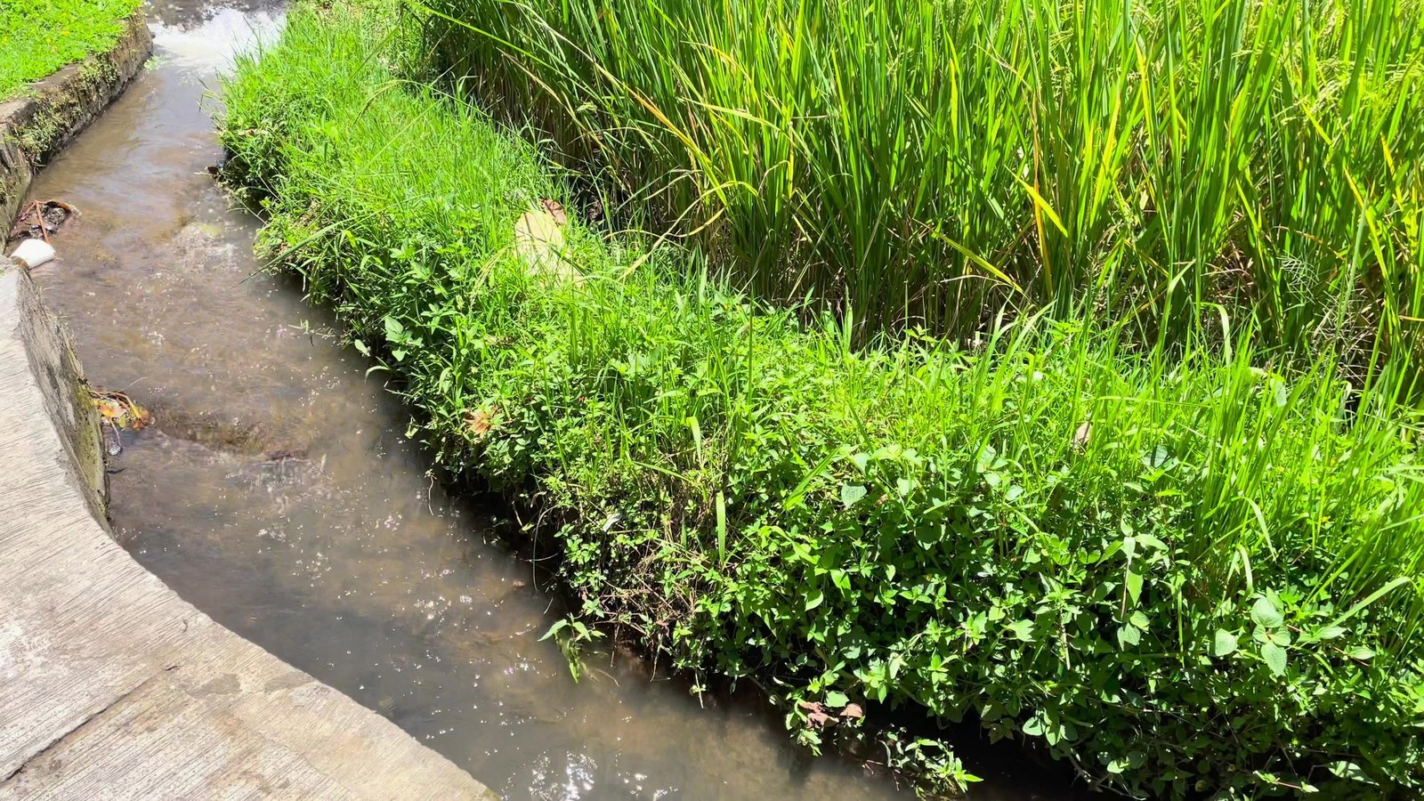 A subak irrigation channel running beside the rice paddies at Visesa Ubud