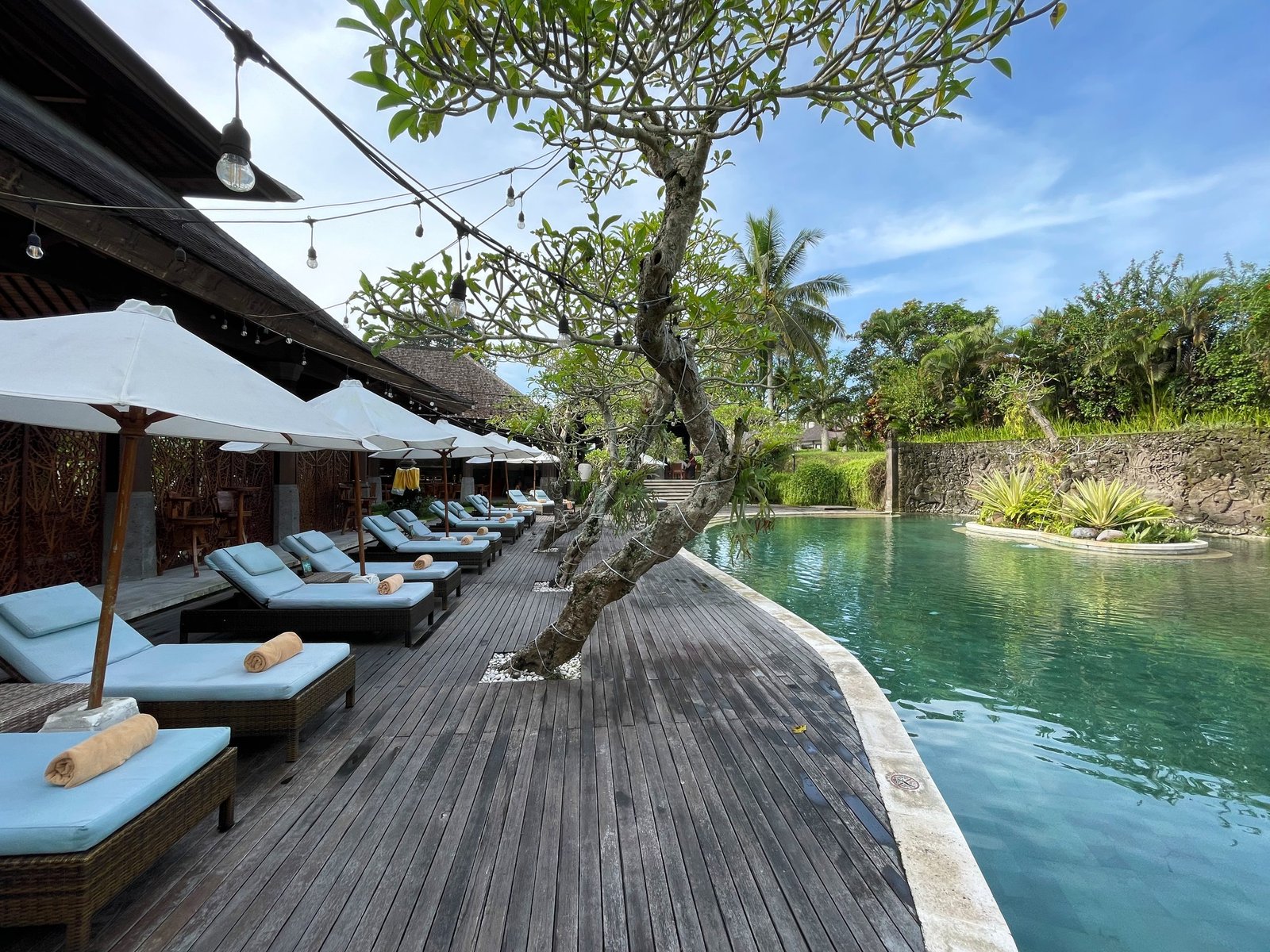 Sun loungers and parasols along the timber pool deck at Visesa Ubud, beside a frangipani tree