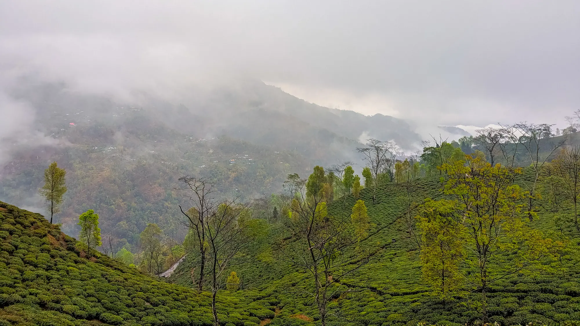 Tea bushes and trees on a misty hillside at Namring Tea Garden, Darjeeling